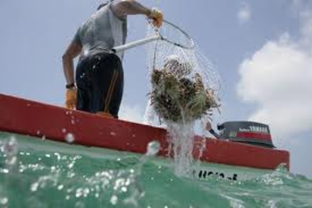 Decrecimiento del stock en Nicaragua por debajo de los 8 millones de lb cola (3,636 T) [1]