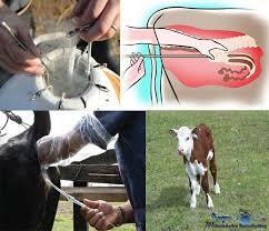 Primera inseminación artificial de ganado usando semen congelado.