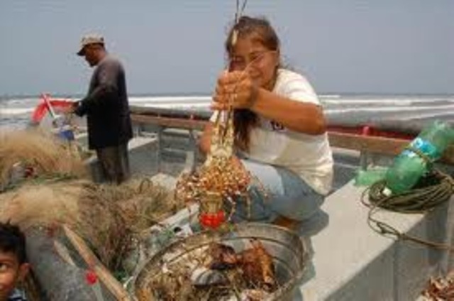 Se declara Veda Regional en Centro América [5]