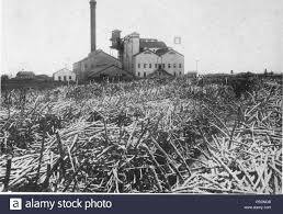 primera fabrica de azucar