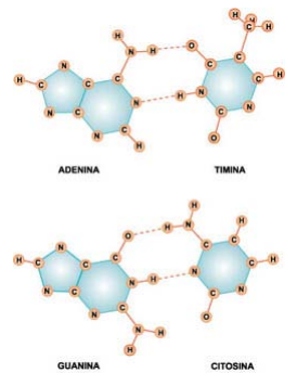 Se descubre la estructura del ADN en Cambridge