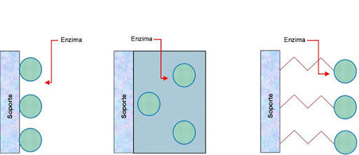 Inmovilización de enzimas