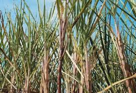 principal productor de caña
