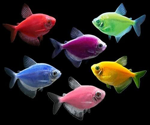 Pez Glofish