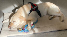 Timeline: To Kill a Mockingbird