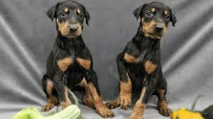 Aprueban medicamento exclusivo para raza negra