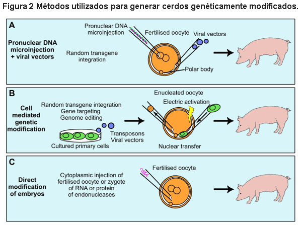 Cruce de cerdos modificados genéticamente para evitar la hemofilia