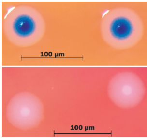 Se crea la primera célula sintética en el instituto