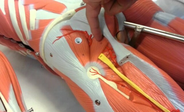 Elaboración de impresora 3D que crea huesos, músculos y cartílagos