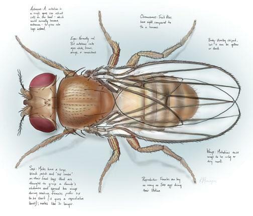 Estudio de la Drosophila