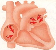Relajación ventricular isovolumetrica