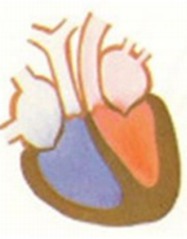 Contracción ventricular isovolumetrica