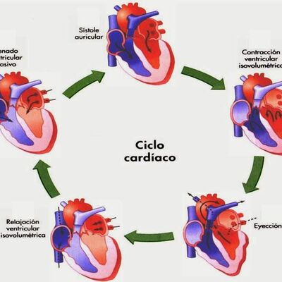 Timeline: La Historia del Ciclo Cardiaco