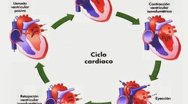 Timeline: La Historia del Ciclo Cardiaco
