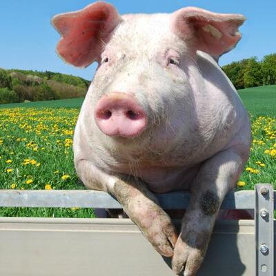 Timeline: ANTECEDENTES HISTORICOS DEL CERDO