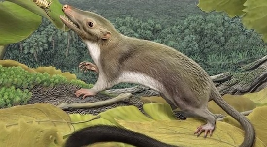 Era: Mesozoic      Period: Triassic