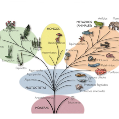 Timeline: Evolución Biológica