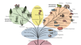 Timeline: Evolución Biológica