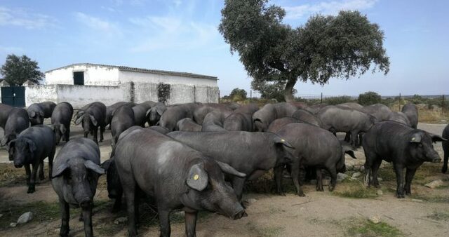 Expedición de Rodrigo De Bastidas.