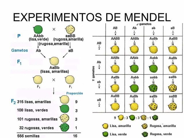 Tres Leyes de Mendel