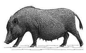 Origen de la domesticación del cerdo