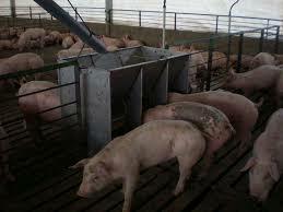 Los cerdos en su mayor auge