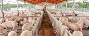 Porcicultura Mexicana.