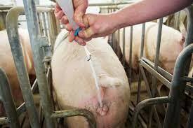 inseminación artificial