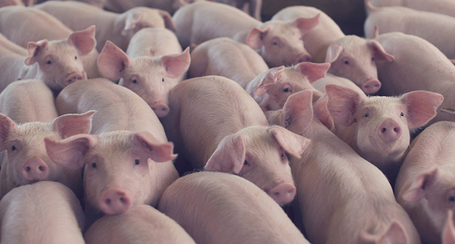 ACTUALMENTE LA PORCICULTURA