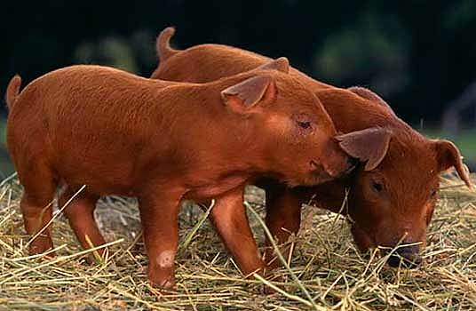 FUNDACIÓN AMERICAN DUROC