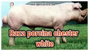El CHESTER WHITE SE ORIGINÓ EN EE.UU