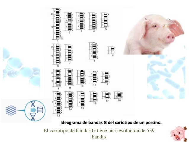 PACE Y COL DESCRIBIERON TÉCNICA DE IDENTIFICACIÓN DE PARES DE CROMOSOMAS DEL CERDO