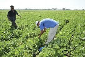 Políticas de Salud y Alimentación