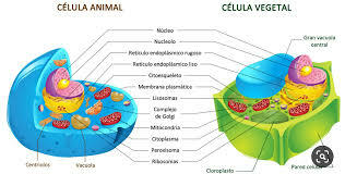 Matthias J. Schleiden y Theodor Schwann