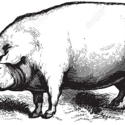 Timeline: Evolución del cerdo hasta nuestros días