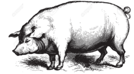 Timeline: Evolución del cerdo hasta nuestros días