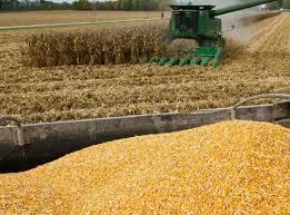 Producción de Granos