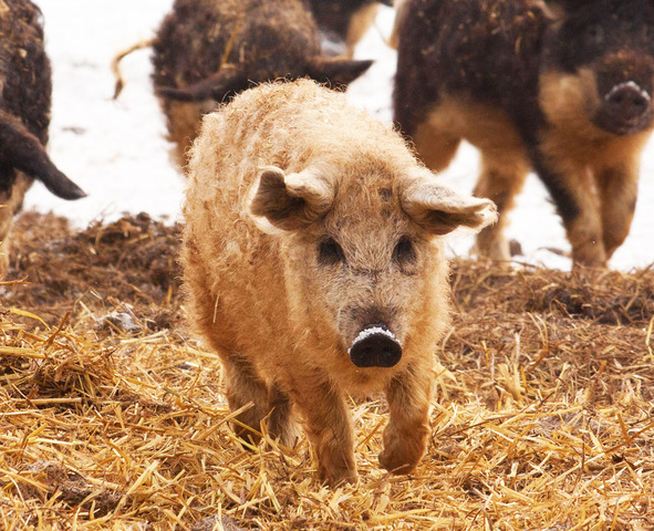 Cerdo Mangalica