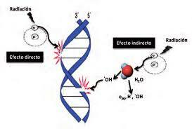 Ley de radiosensibilidad