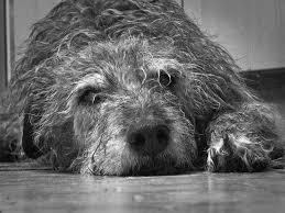 Candy's dog gets shot by Carlson because it was old and smells bad.