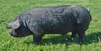 Cerdos Mediterráneos