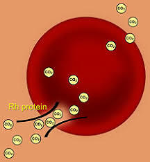 Karl Landsteiner discovered the Rh protein