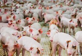 Registro de la Porcicultura a Nivel Nacional