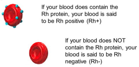 Karl Landsteiner discovered the Rh protein