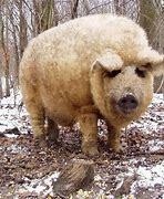 Ejemplares de Cerdos Mangalica