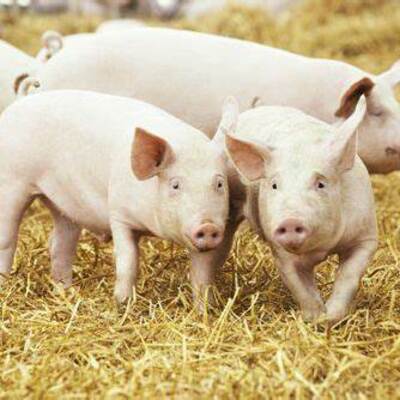 Timeline: Evolución del Cerdo Hasta Nuestros Días (Antecedentes Históricos)-182C24270-  Torres Alvarez Maria Fernanda