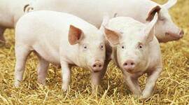 Timeline: Evolución del Cerdo Hasta Nuestros Días (Antecedentes Históricos)-182C24270-  Torres Alvarez Maria Fernanda