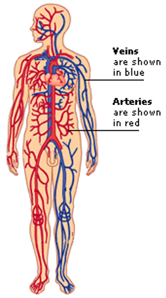 Greeks distinguished between arteries and veins