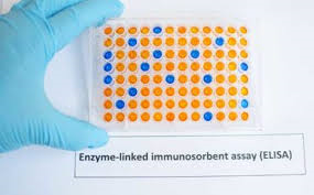 Development of ELISA test to screen for diseases such as HIV