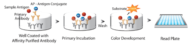 Development of ELISA test to screen for diseases such as HIV